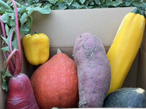秋冬野菜【お野菜ボックス】5種類以上！根菜葉物詰合せ5kg