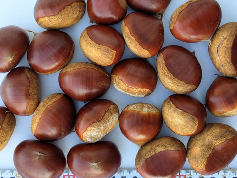 信州秋の味覚　栗1kg