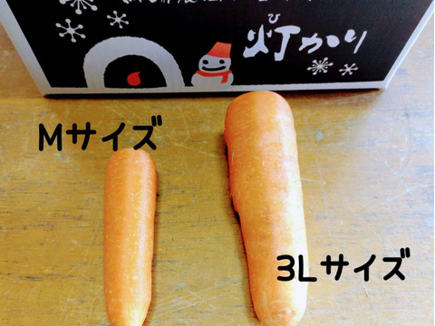 お買い得！【大きめサイズ】甘み極上の雪下人参「灯かり」(4㎏)