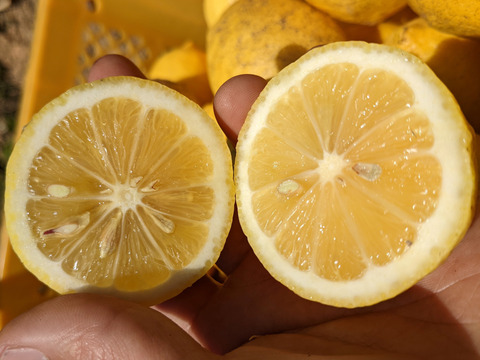 【栽培期間農薬不使用】大崎上島産レモン2kg