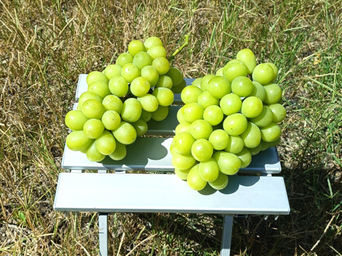 岡山県産シャインマスカット2kg(3〜5房)