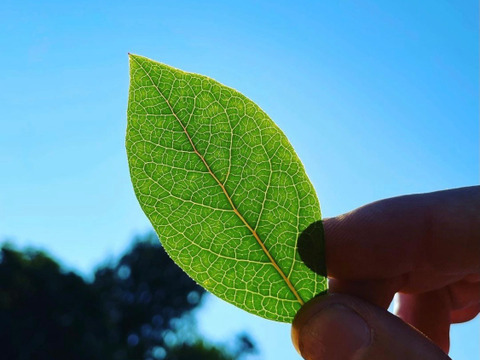 古参品種ブルーベリーの葉のハーブティー（徳用サイズ：50g） ※まとめ買い対応