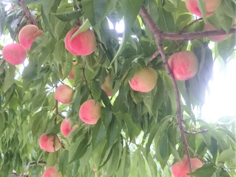 まどか　5玉前後　8月中旬発送　珍しい桃　【ASIAGAP認証農場：津軽農園】　安心・安全な桃　収穫した日に発送　家庭用　農家直送