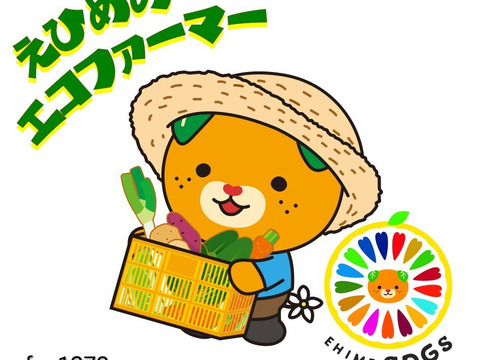 【2025年エコファーマー取得】瀬戸内よりお届け！愛媛県産ビーツ（デトロイトダークレッド）３㎏【約15~20個・サイズ混合・ご家庭用】葉っぱもお届けします！