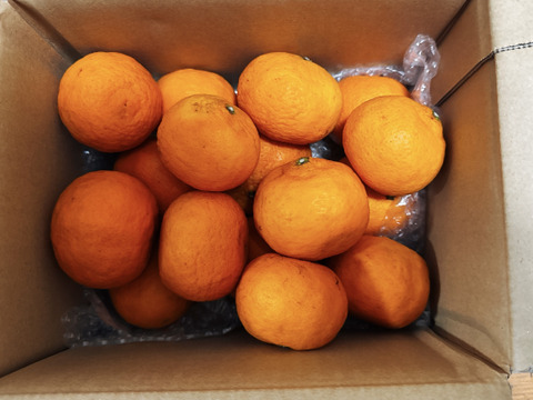 箱込約2㌔　幻のカラマンダリン　味濃厚な美味しさ