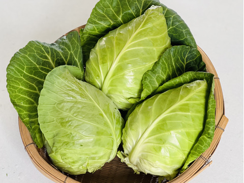 畑からの贈り物！『とんがりキャベツ』約1kg前後×2個セット