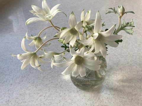 白い花弁にグリーンの縁どり！新鮮なフランネルフラワー(40輪)