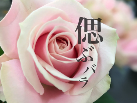 ［15本］【法要に】【お供えのバラ】想いに寄り添う淡く清楚な花を【白、桜色、黄色からお選びいただけます】ご自宅用簡易ラッピング