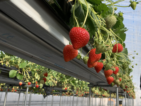 【冬ギフト】甘味と旨味抜群！完熟いちご（よつぼし）約420ｇ入り1ケース