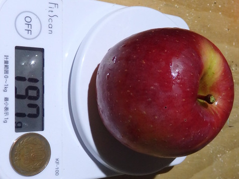 サンふじ＋シナノゴールド　家庭用　1.8~1.9キロ【小玉りんご】葉取らず・JA基準より60％減の低農薬栽培【りんご食べ比べ】
