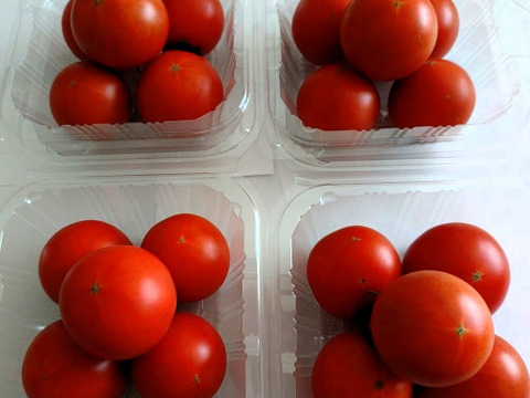 硬めで歯応えのある高糖度ミディトマト「光２号」250ｇ×４個　北海道産