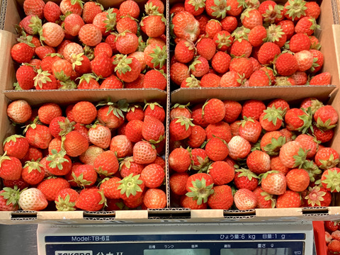 ※期間限定※【業務用】夏秋いちご［小サイズ]内容量4kg/8kg