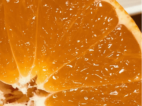 熊本発農薬不使用🍊  5kg ✖️２個宮川.原口早生　サイズフリー