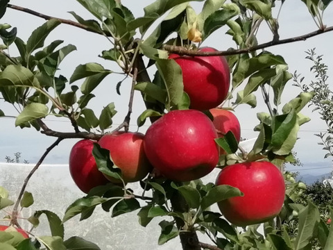 【収穫即日発送】サンつがる　家庭用小玉　1.8～1.9キロ【葉とらず】JA基準より60％減の低農薬栽培