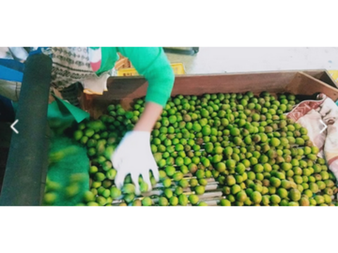 家族の愛情をギュッと詰め込んだ、蜜梅シロップ（150ml）5袋　割引価格