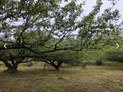 家族の愛情をギュッと詰め込んだ、蜜梅シロップ（150ml）5袋　割引価格