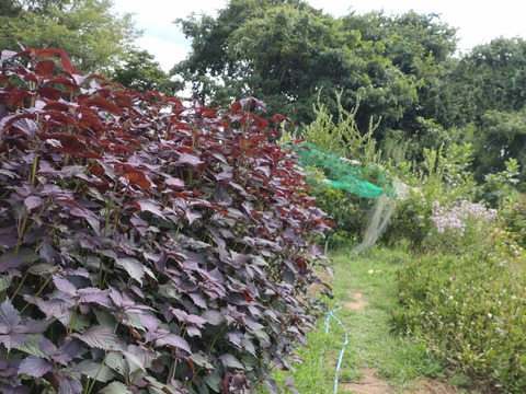 赤紫蘇 茎付きの葉15本以上 赤しそ 赤じそ約25cm 農薬除草剤等不使用🏣ゆうパック◆グラム数は実際のグラムではないので本数でお選びください(茎付きで約200〜250g、葉のみで約120〜200g)