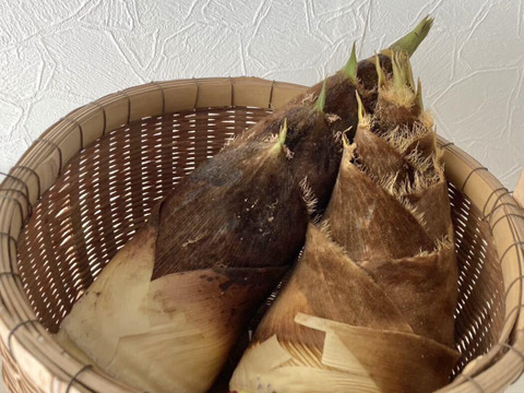 自然栽培たけのこ２kg