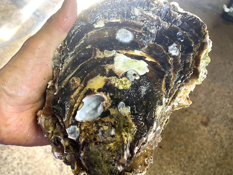 能登産　岩牡蠣（生食用）特大サイズ　２個　＜約800g~1000g/１個＞