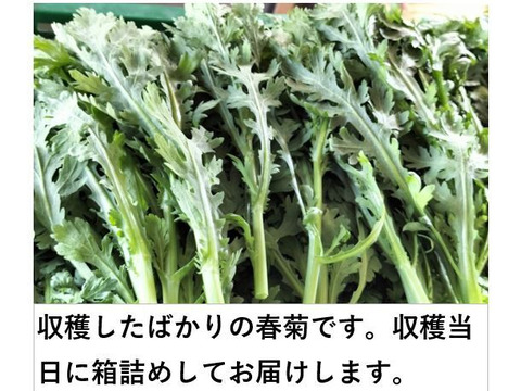 冬野菜もりもりセットA（５種類）