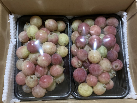 【訳あり】シナノスマイル １kg(500ｇ×2パック)【バラ粒】