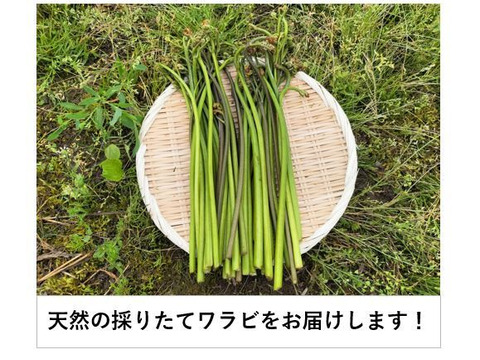 ワラビ  トロっトロな食感がクセになる＜約1000g＞(わらび、蕨)