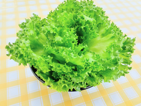 最先端水光栽培 AN™（アン）レタス・クリスピー（大玉２玉）〈配送不可地域あり〉
