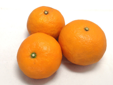 ※今季販売終了※カラマンダリン〈優品〉約３kg　※発送時期は4月中旬～5月中旬頃となります。