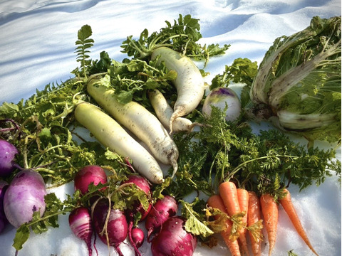 《驚くような甘み! 生がおすすめ》【京都美山産】雪下にんじん【4本 500g前後】