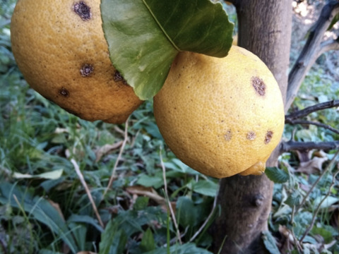 【農薬不使用】無選別レモン1kg&八朔2kgセット