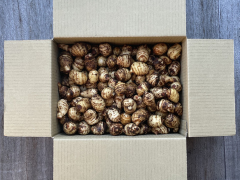 【有機JAS認証　京ﾐﾆ海老芋2㌔】小エビちゃん〜ミニ小エビちゃんサイズ限定‼️小さいけれど美味しさは一緒です！とってもお買い得価格！衣被など、皮付き調理も可！お買得価格にてご案内！売り切れ次第終了！