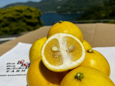 日向夏🍊(家庭用・5Kg)