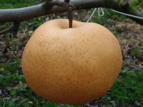 【冬ギフト】鳥取県産 あたご梨 5kg×2箱