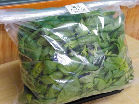 穫れたてバジル 1kg　　～濃ゆい香り～