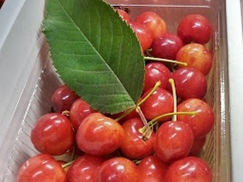 【発送は６月上旬～】佐藤錦５００ｇ（贈答用）「この時期だけの最高の贅沢をあなたに」