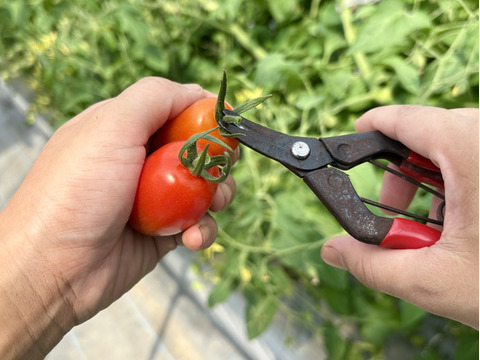 【朝市限定】【とまほっぺ】アイコトマト 1kg｜愛媛・久万高原直送