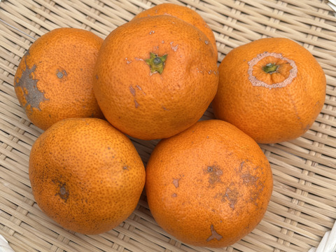 【訳あり】『青島』温州みかん10㎏ サイズミックス（１㎏あたり7-9個） 湯河原産