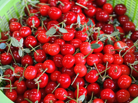 【超貴重】サワーチェリー 約1キロ 商品ID41257 幻 まぼろし 加工してください