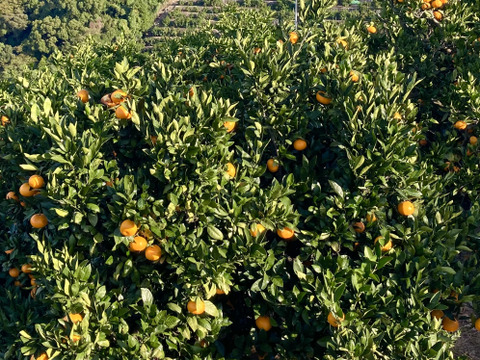 【濃厚！絶品！蔵出し！】やみつき　尾崎温州みかん　３kg