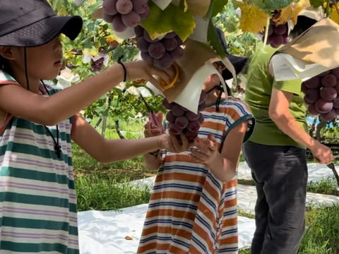 【ご自宅用・農園イチ押し！】クイーンニーナ1.2kg箱 ピンクの可愛いレア品種（農園内人気No.1）