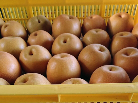 収穫開始です！「豊水梨」約3kg　瑞々しくて爽やかな甘味でシャリっと食感です！お蔭様で残り１セットです。