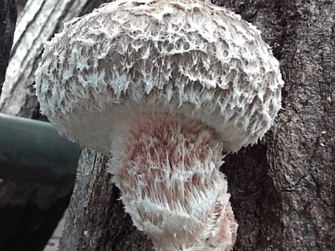 地域資源を有効に活用！！とっても肉厚な原木しいたけ（富山育ち）