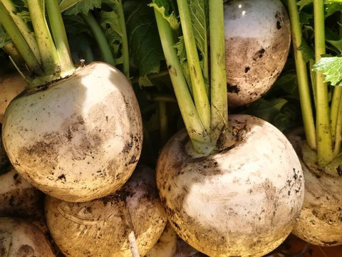 【農薬化学肥料不使用】朝採り！信州伊那谷★旬の野菜セット Mサイズ (金曜発送)