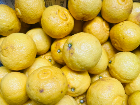 一口でトリコになる柑橘◼️遅取りはるかみかん◼️ 皮まで美味しい