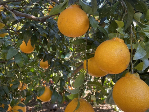 自慢の不知火　約9kg