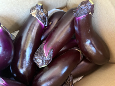 完全数量限定 丸茄子と長茄子(80サイズ) ホントに今朝採ってます　茄子ばっかり!!