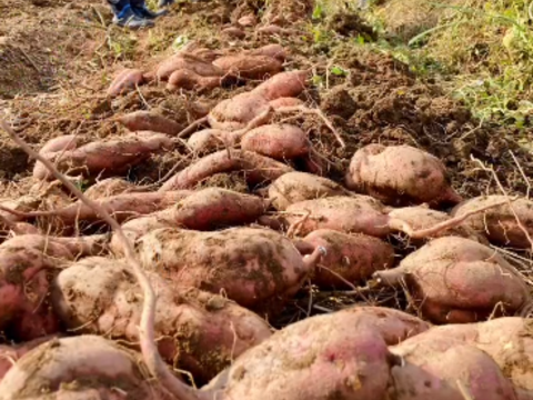 ねっとり濃厚密芋！！【安納芋約３キロ】