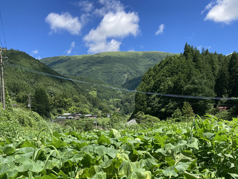 ねっとり濃厚！バターナッツかぼちゃ【2㎏】＃栽培期間中農薬・化学肥料不使用