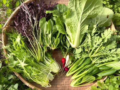 寒暖差で美味しくなってます！季節の野菜セット【7品目】＃栽培期間中農薬・化学肥料不使用