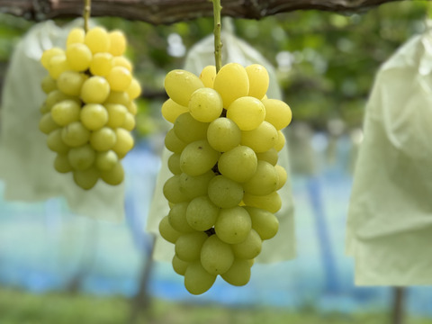 宝石の輝き『ジュエルマスカット』1kg〜1.1kg（2房〜3房）